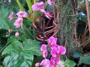 Orchideafarm